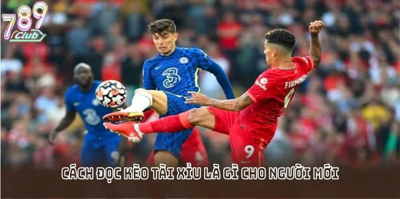 Cách đọc kèo tài xỉu là gì cho người mới