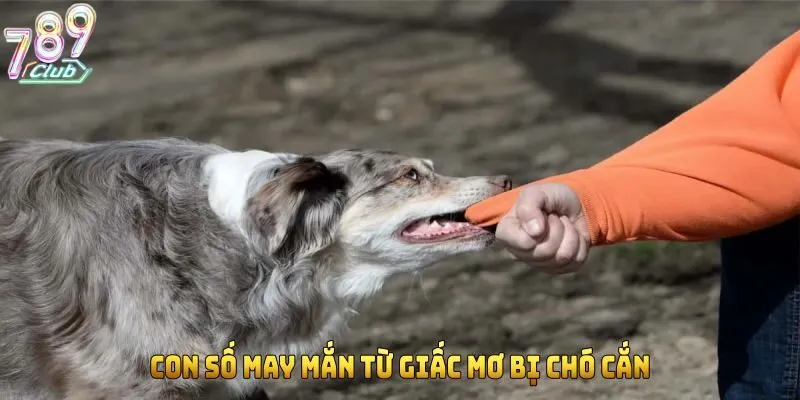 Con số may mắn từ giấc mơ bị chó cắn