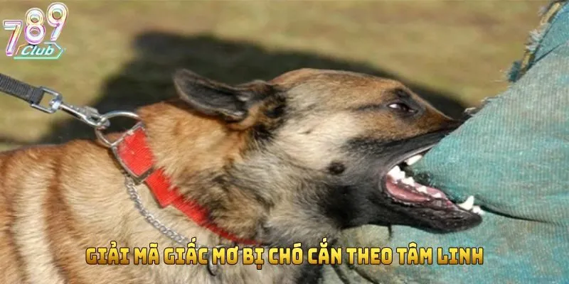 Giải mã giấc mơ bị chó cắn theo tâm linh