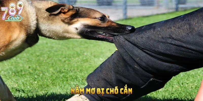 nam-mo-bi-cho-can
