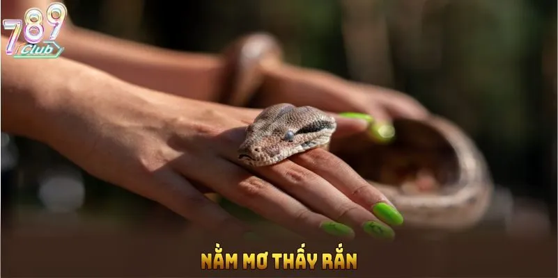 nam-mo-thay-ran